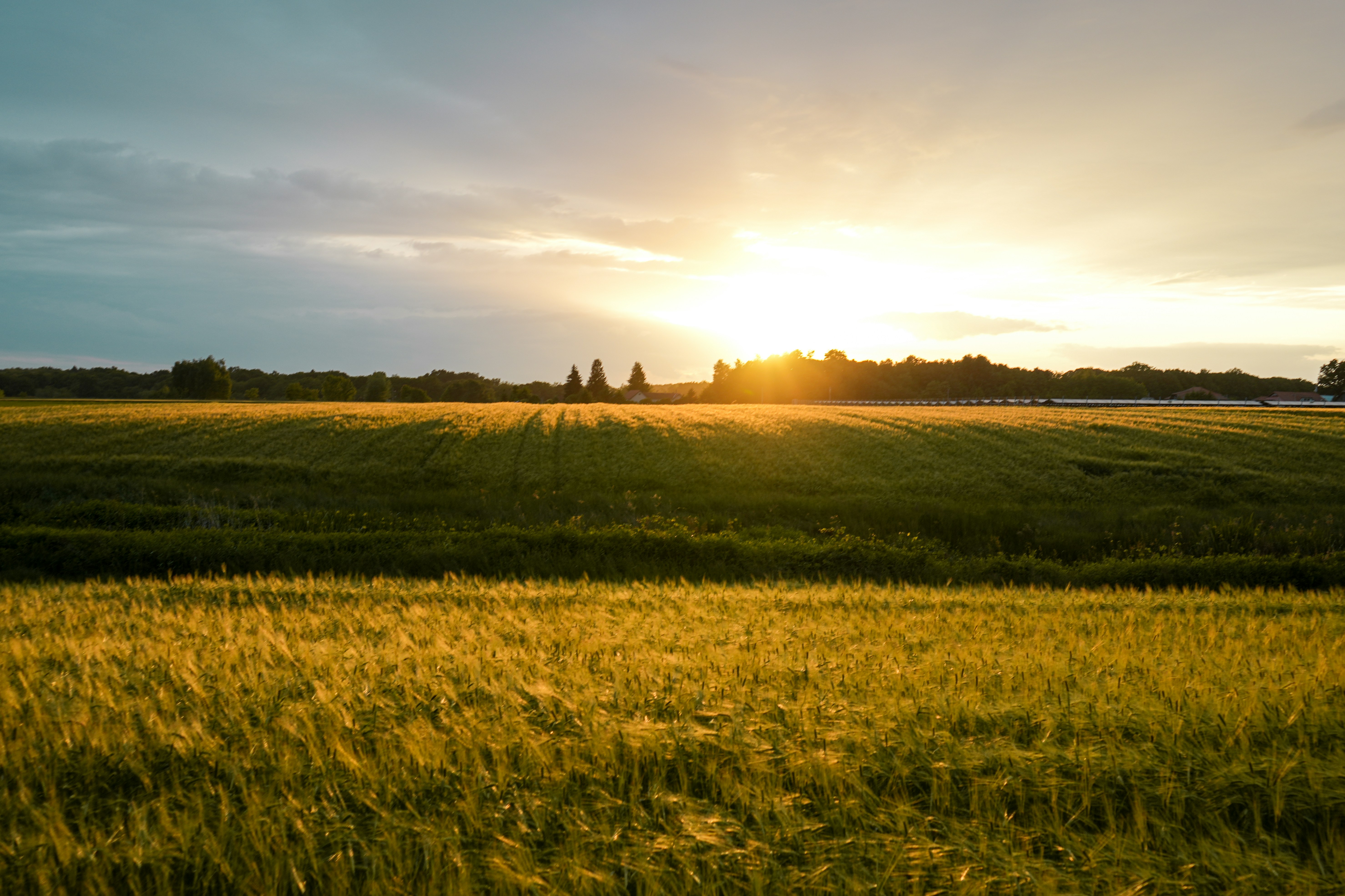 Wind turbines in a lush green landscape