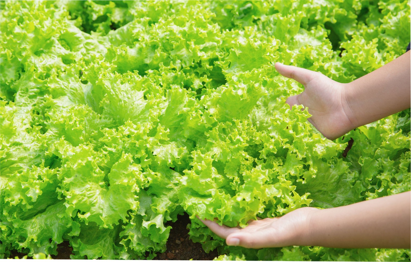 Fumigantes de suelo category